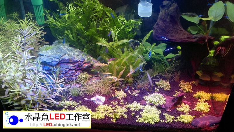 1.2呎(39公分) 可切換式 LED水族燈:　1.2呎 水草缸